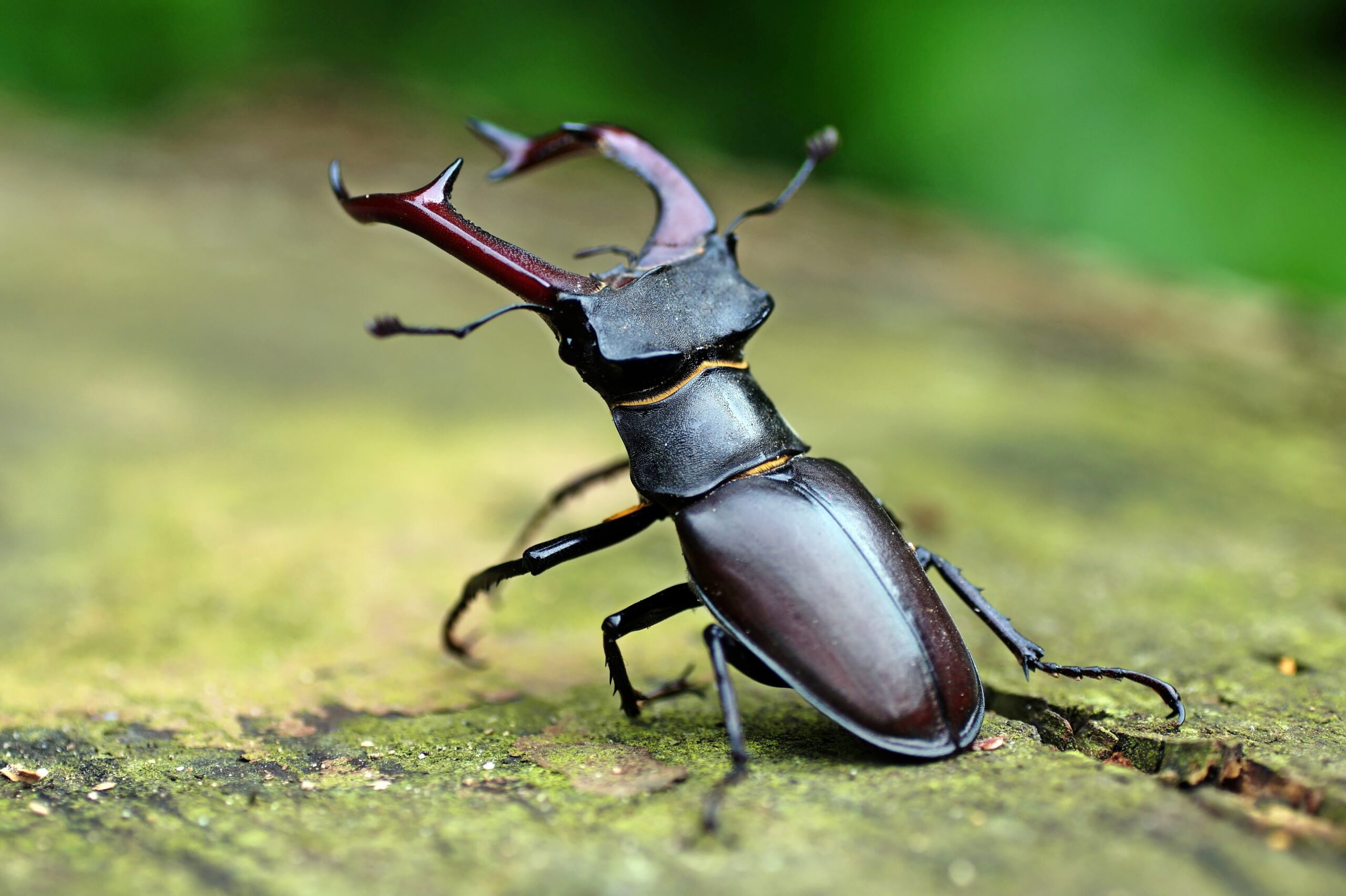 Hirschkäfer