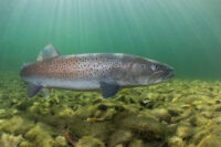 Common huchen (Hucho hucho) swimming in nice river. Beautiful sa