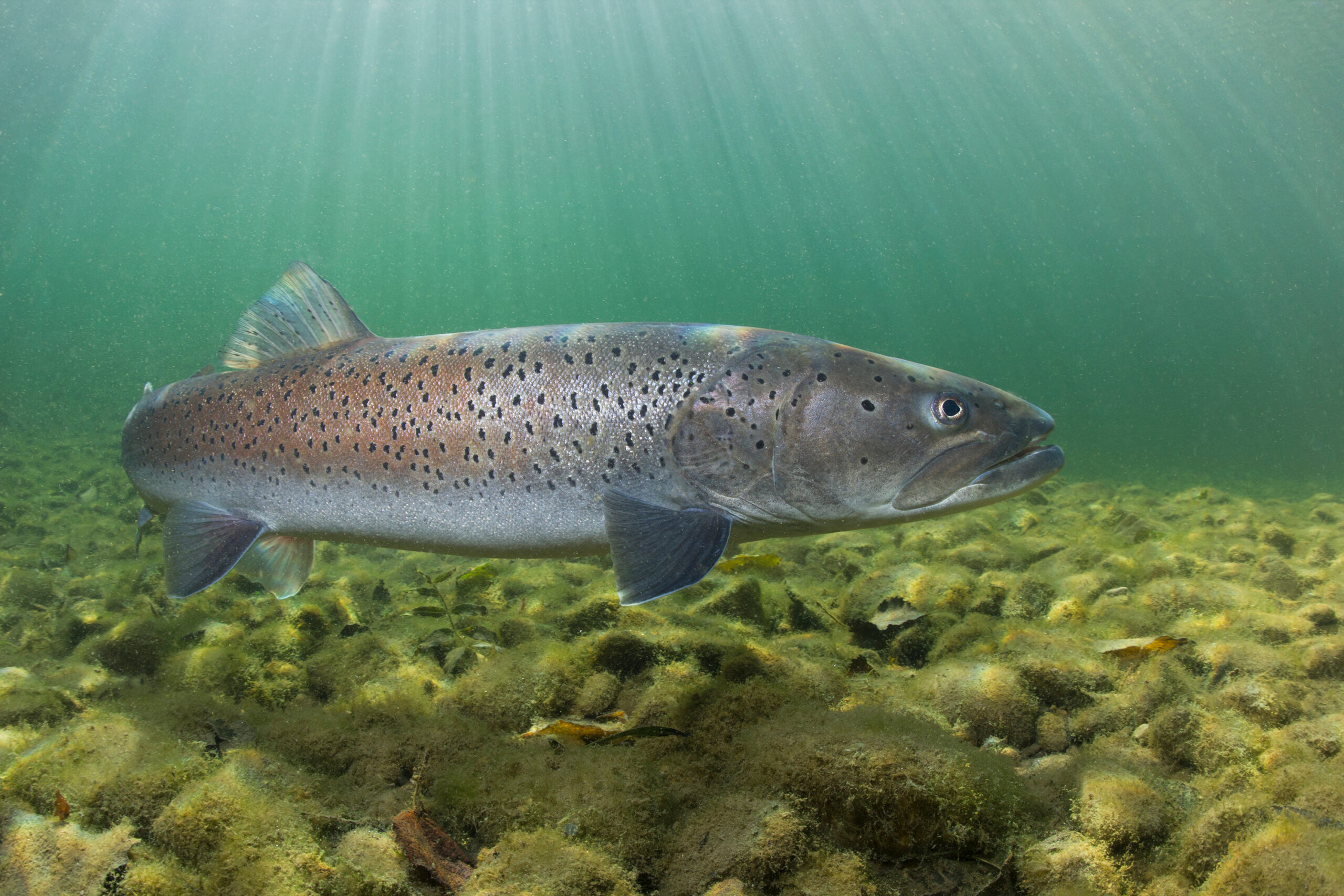 Common huchen (Hucho hucho) swimming in nice river. Beautiful sa