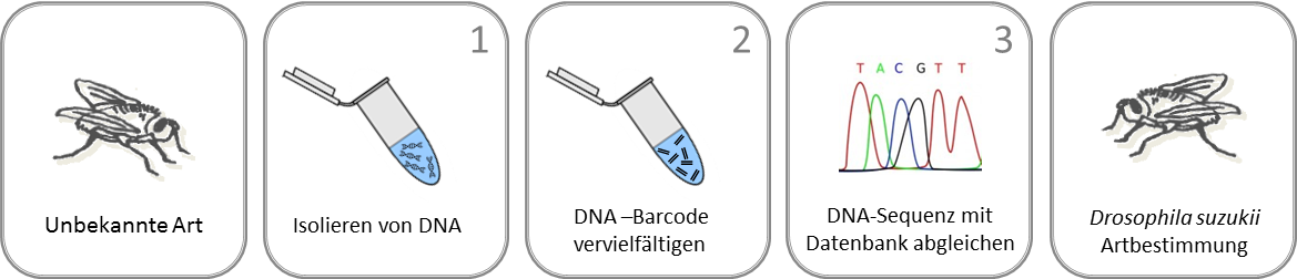 Piktogramm-DNA-Barcoding1