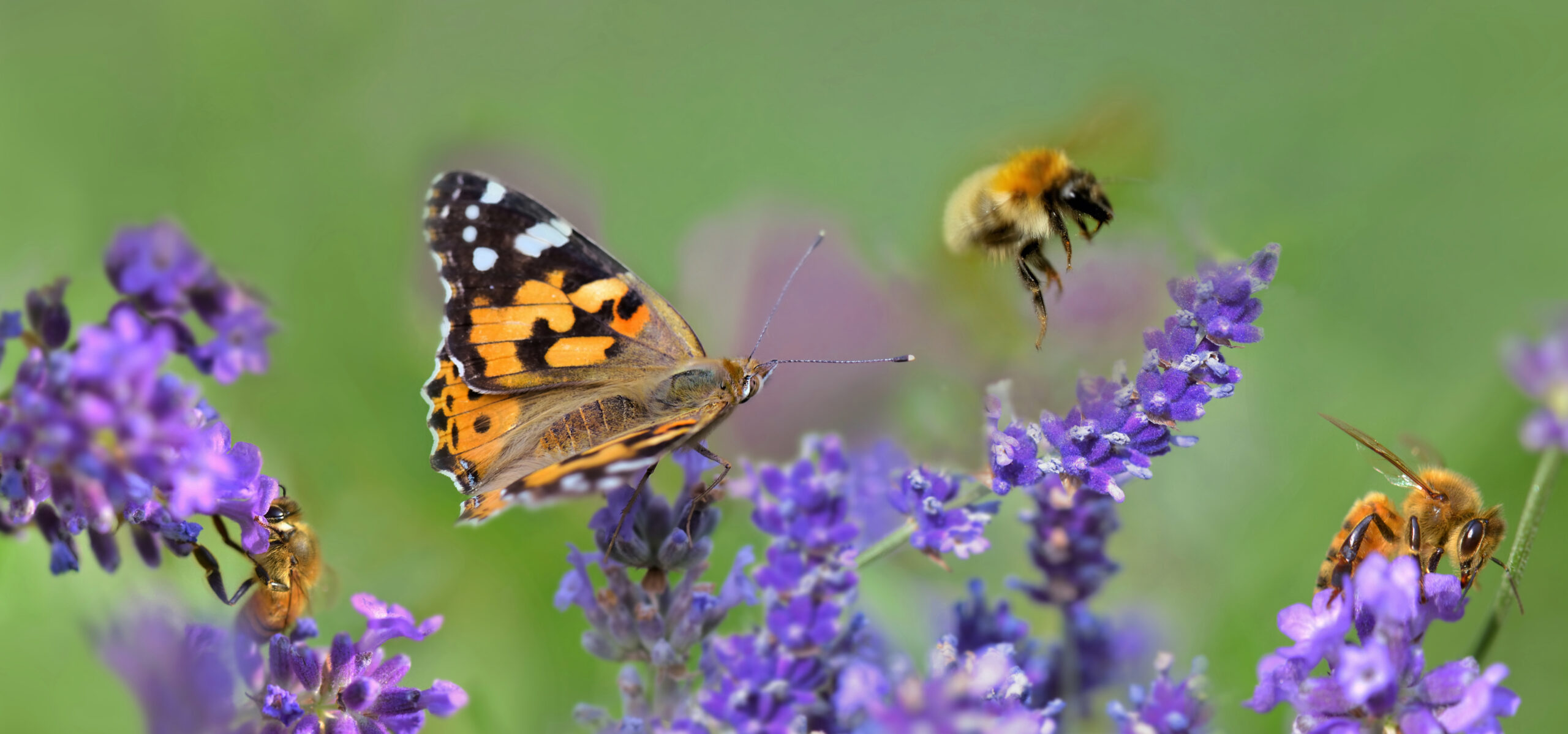 few honeybee and butterfly on lavender flowers in panoramic view