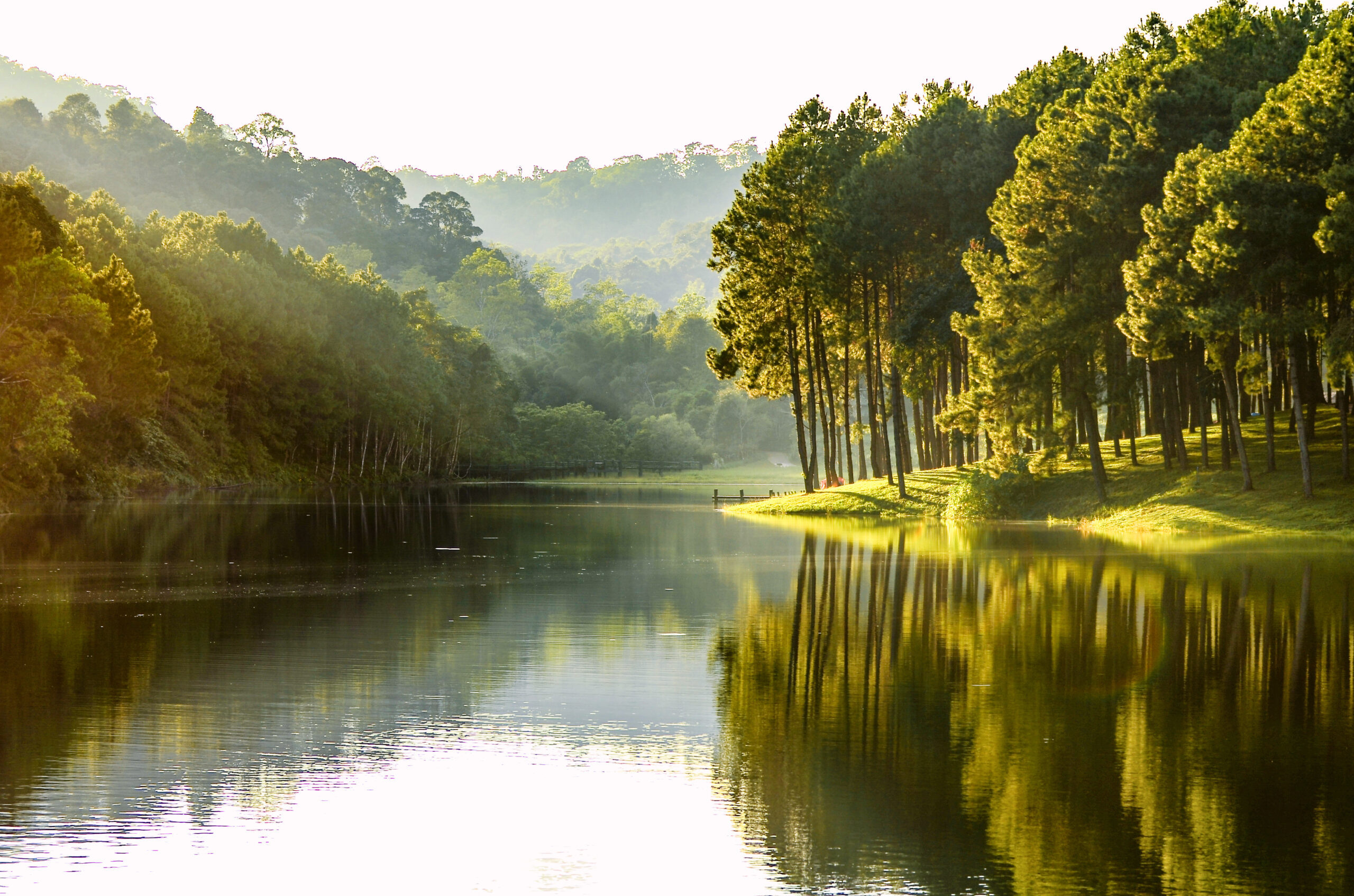 Beautiful landscape view of pine forest tree and lake view of re