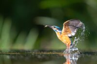 Common Kingfisher comming out of the water after diving for fish