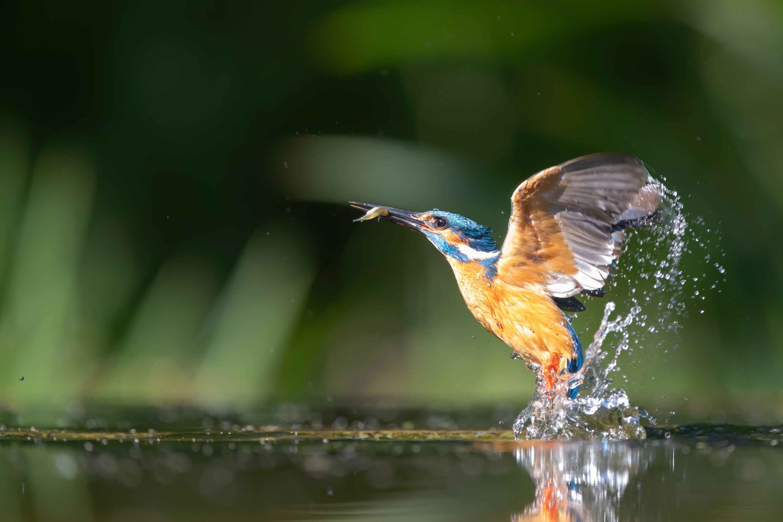 Common Kingfisher comming out of the water after diving for fish