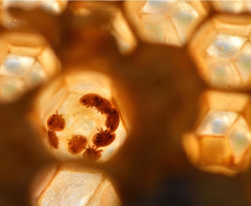 varroa-5000953_1920