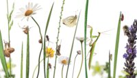 Pastoral,Composition,Of,Many,Different,European,Insects;,European,Mantis,,Snails,