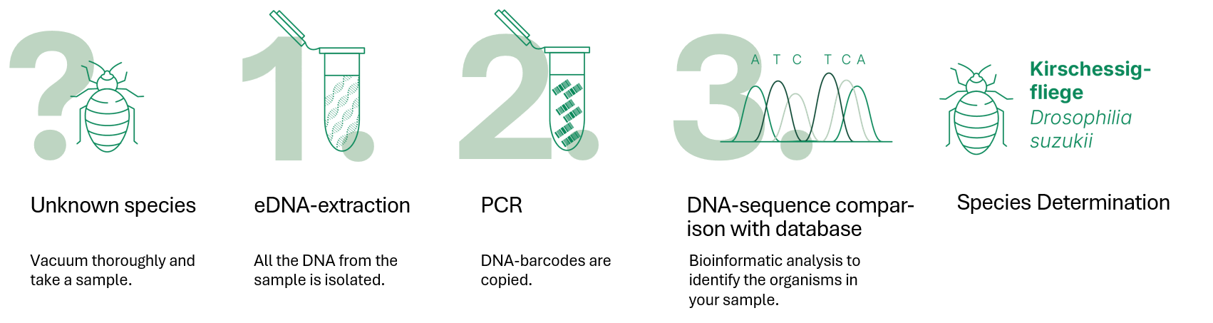 Sinsoma_Anleitungen_2025_DNA-basierte Artidentifikation_EN