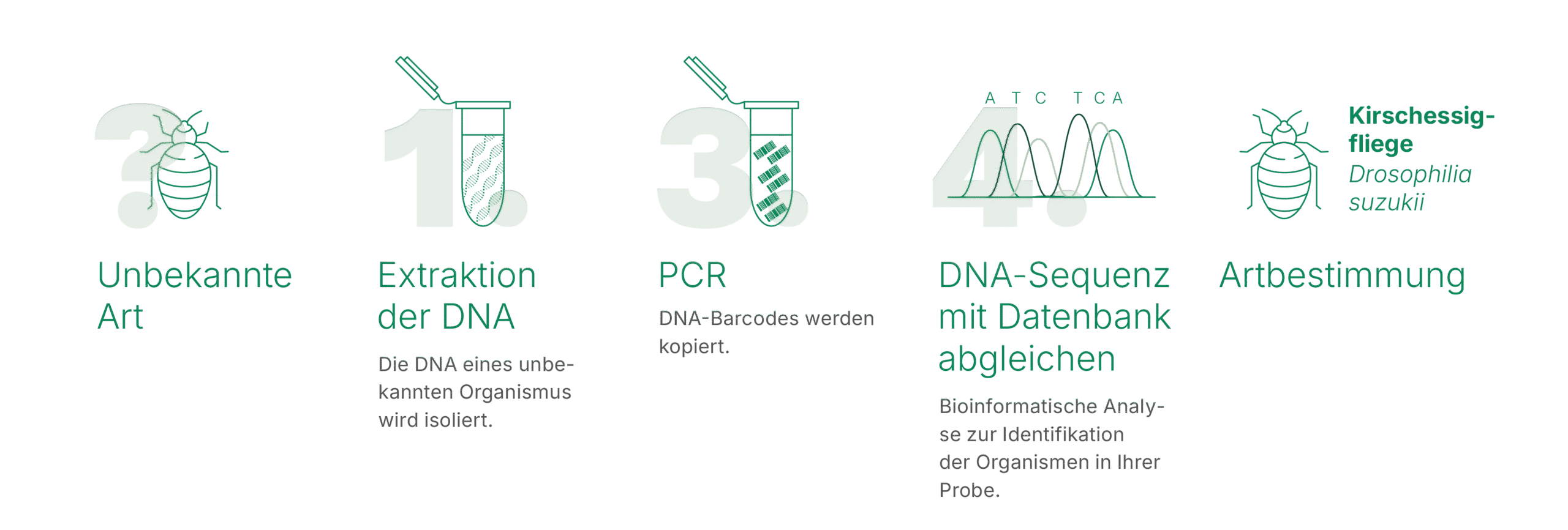 Sinsoma_Anleitungen_2025_DNA-basierte Artidentifikation_beschnitten