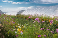Bunte Blumen in Wiese vor Glashaus